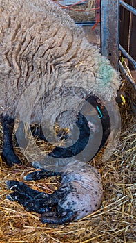 Sheep ewe licks her lamb after giving birth