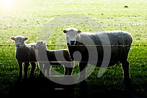 Sheep, ewe and two lambs looking inquisitvely through fence