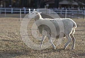 Sheep ewe walking on a field just before sunset