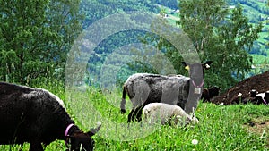 Sheep ewes and lambs are safely grazing on grass in pasture.