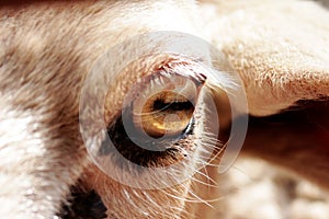 Sheep eye