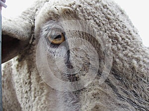 Sheep Eye
