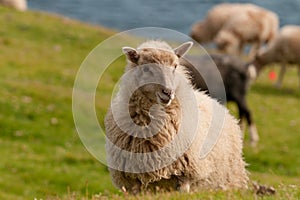 Sheep on the faer oer mykines cliffs