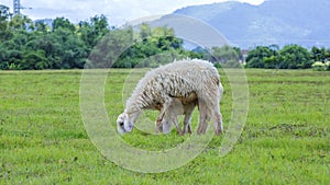 Sheep family on grass