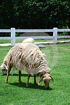 Sheep Family Livestock on a Farm