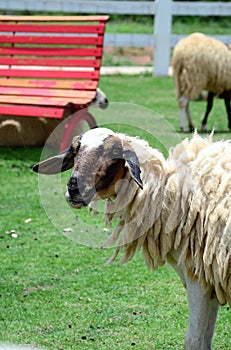 Sheep Family Livestock on a Farm