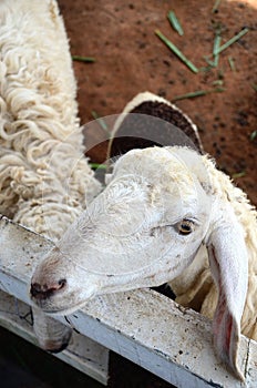 Sheep Family Livestock on a Farm