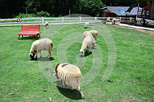 Sheep Family Livestock on a Farm