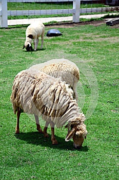 Sheep Family Livestock on a Farm