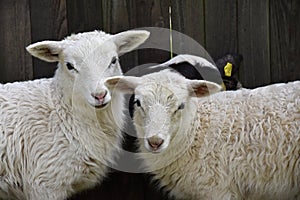 Sheep Family Livestock on a Farm with Young Lambs