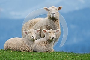 Sheep Family in New Zealand, with Young Lambs