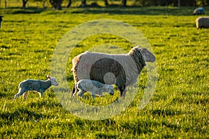 Sheep family in rural countryside, two lambs and their mother walking together grazing on grass, english farmland