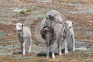 Sheep Family with Young Lambs