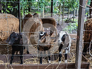 Sheep in farm