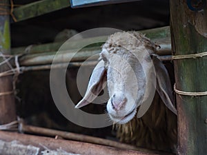 Sheep in farm