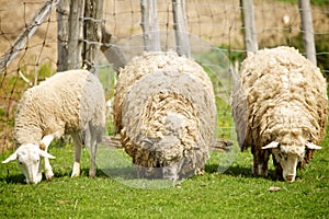 Sheep on a farm