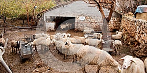 Sheep on the farm