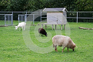 Sheep in farm