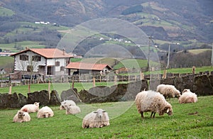 Sheep in farm