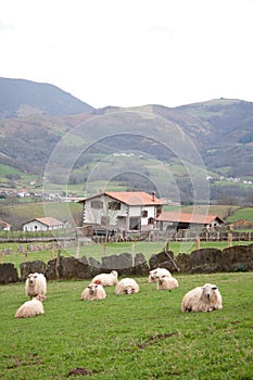 Sheep in farm