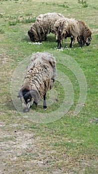 Sheep farm