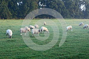 The sheep in the farm