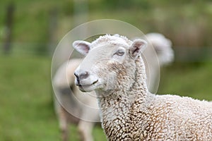 Sheep on Farm