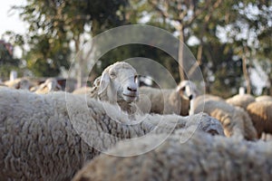 Sheep on a farm