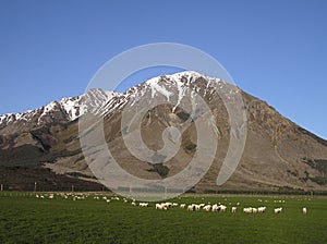 Sheep farm