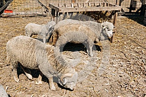 Sheep on farm