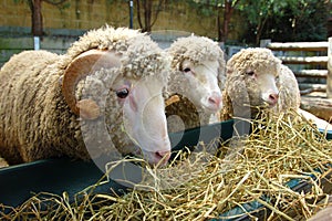 Sheep at the farm
