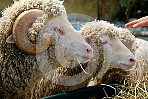 Sheep at the farm