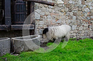 Sheep on a farm