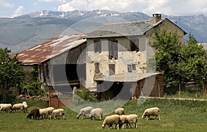 Sheep and farm