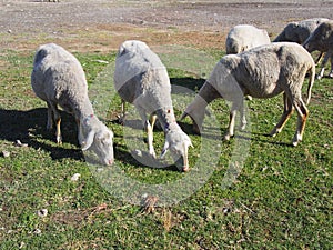 Sheep in farm