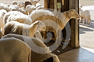 Sheep at a farm