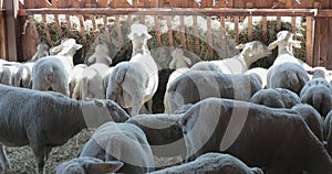 Sheep farm agriculture