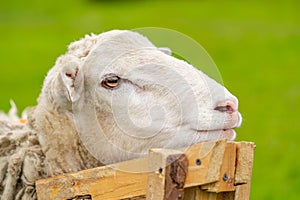 Sheep on the farm, close up of head. Shearing white cute sheep.