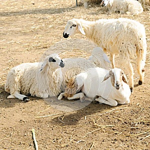 Sheep in farm, country side