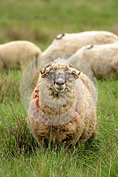 Sheep at the farm in the country side , ecological farming