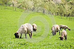 Sheep farm countryside