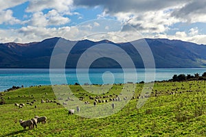 A sheep farm on the edge of Lake Hawea, New Zealand