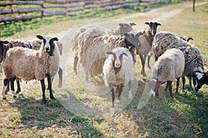 Sheep farm . feeding sheep