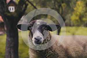 Sheep on the farm in the forest staring into camera. Autumn vibes and fall mood