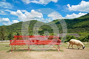 The sheep farm in the fruit orchard with red long chair and beautiful blue sky and cloud among mountain