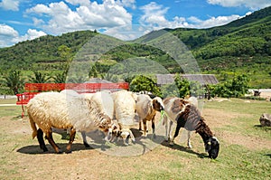 The sheep farm in the fruit orchard with red long chair and beautiful blue sky and cloud among mountain