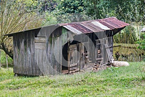 Sheep in a Farm in Gramado