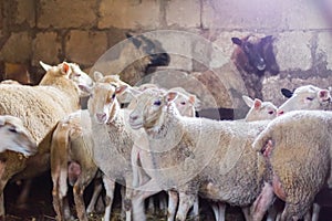 Sheep farm. Group of sheep domestic animals