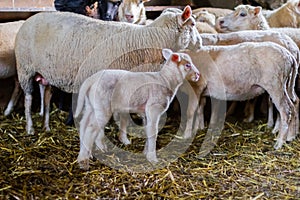 Sheep farm. Group of sheep domestic animals