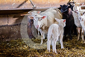 Sheep farm. Group of sheep domestic animals